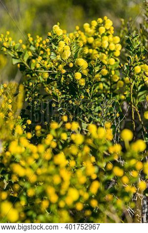 In Western Australia, Lesueur National Park Erupts Into Colour In Late Winter And Spring As The Park