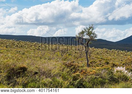 In Western Australia, Lesueur National Park Erupts Into Colour In Late Winter And Spring As The Park