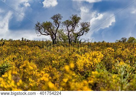 In Western Australia, Lesueur National Park Erupts Into Colour In Late Winter And Spring As The Park
