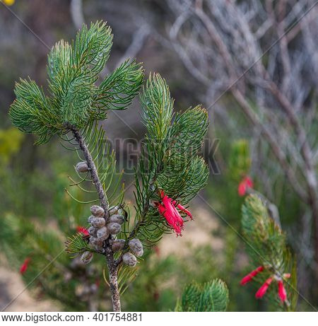 In Western Australia, Lesueur National Park Erupts Into Colour In Late Winter And Spring As The Park