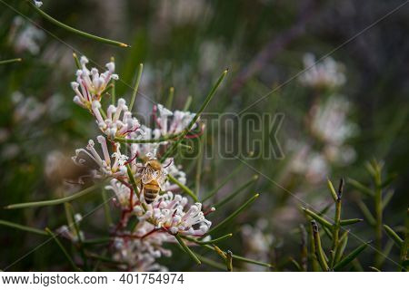 In Western Australia, Lesueur National Park Erupts Into Colour In Late Winter And Spring As The Park