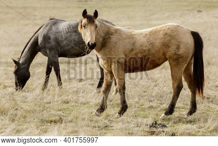 Two Horses Grazing In Countryside Near Livermore, California