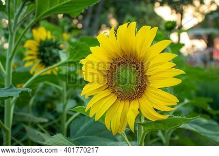Sunflower (helianthus Annuus) , In The Family: Asteraceae (compositae),sunflower. A Photograph Of A 