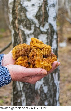 Human Hands Holding Bunch Of Morel Mushrooms Gathered In Early Spring In European Forest. Gyromitra