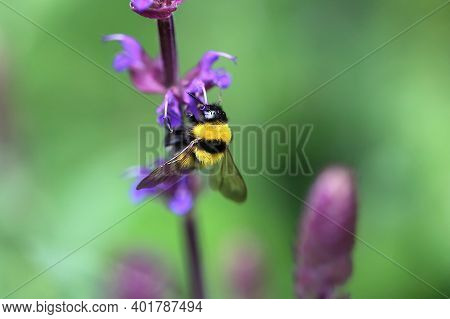 Bumblebee Sucks Nectar From A Flower. High Quality Photo