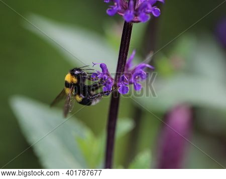 Bumblebee Sucks Nectar From A Flower. High Quality Photo
