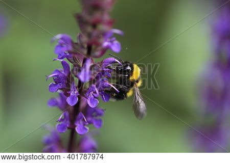 Bumblebee Sucks Nectar From A Flower. High Quality Photo