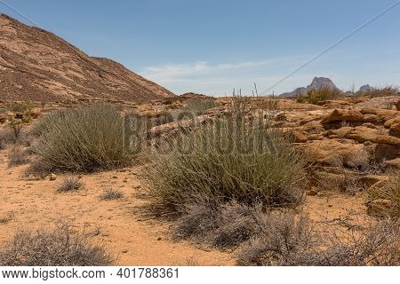 Milk Bush, Euphorbia Gregaria, At Spitzkoppe, Erongo, Namibia