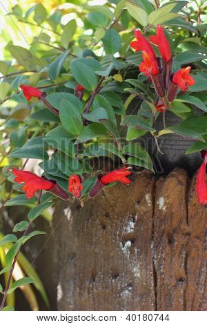 Madera y flores rojas
