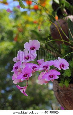 Orquídea