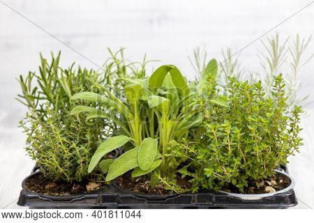 mix of herbs in a pot - rosemary, thyme, sage, Italian smil and marjoram