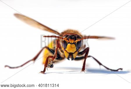 Detail Of European Hornet In Latin Vespa Crabro Isolated On White Background