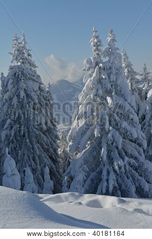 natura mountaint zimowy pejzaż z drzewa i śnieg świeży