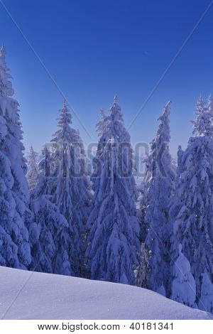 natura mountaint zimowy pejzaż z drzewa i śnieg świeży