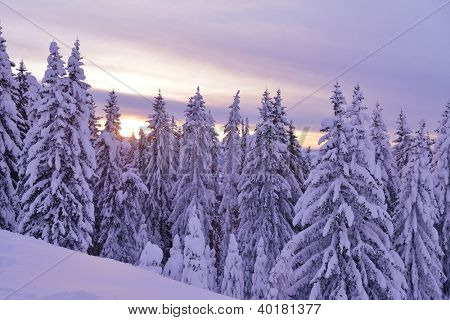 natura mountaint zimowy pejzaż z drzewa i śnieg świeży