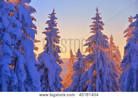 natura mountaint zimowy pejzaż z drzewa i śnieg świeży