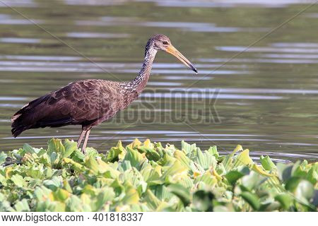 Limpkin (aramus Guarauna) Perched In The Vegetation Of A Lake. Pituaçu Park; Salvador, Bahia