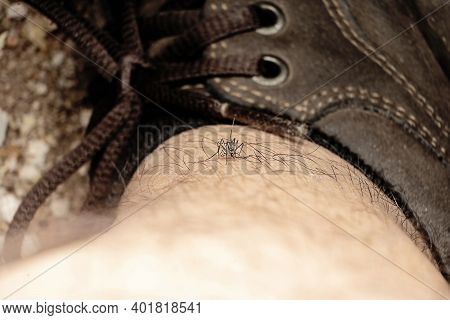 People Who Are Traveling In The Forest, Dangerous Zica Virus Mosquito Sucking Bloode On Human Skin C