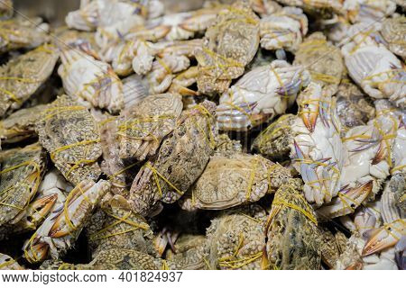 Fresh Crabs In Seafood Market. Arthropod Phylum. Armature And Claw Concept. Fresh Sea Crab That Are 