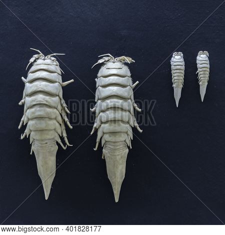 Family Arachnidae, Equilateral Cancer Mesidotea, Fossils Of A Mollusk On A Black Background, Fla Tle