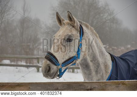 A Beautiful Portrait Of The Akhal-teke Breed Of Horses, A Horse In A Cape Stands In A Paddock On A C