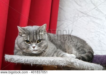 A Cute British Cat Is Relaxing On A Scrapper And Is Looking A Bit Sceptic Or Grumpy Because Of The D