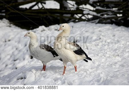 Andean Goose, Chloephaga Melanoptera, Pair Standing On Snow