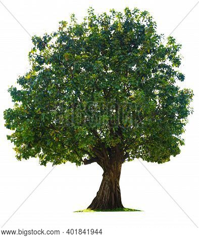 Trees Isolated On White Background, Tropical Trees Isolated Used For Design, Advertising And Archite