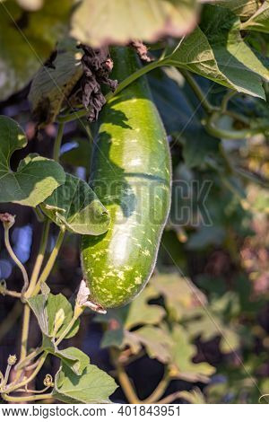 A Growing Young Bottle Gourd Under The Leaves