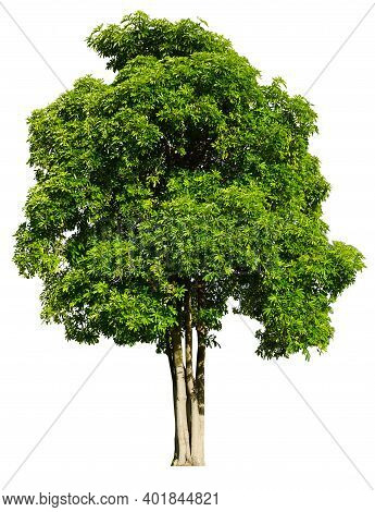 Trees Isolated On White Background, Tropical Trees Isolated Used For Design, Advertising And Archite