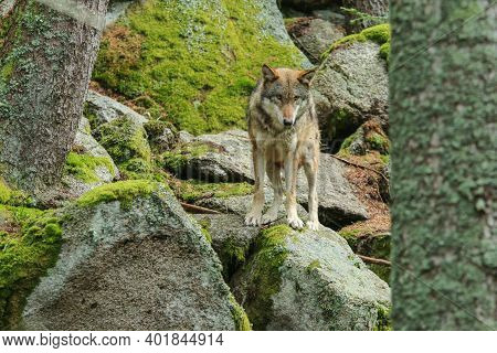 The Portrait Of Wolf In Czech Republic In His Natural Habitat In A Protected National Area In Southe