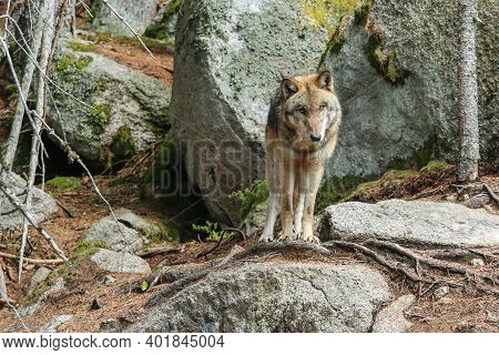The Portrait Of Wolf In Czech Republic In His Natural Habitat In A Protected National Area In Southe