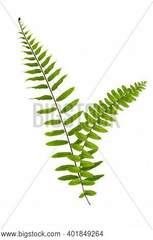 Close Up View Of Nice Fresh Fern On White Back To Be Cut Out
