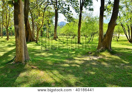 Prato verde nel parco della città