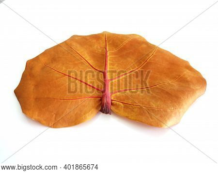 Ocher Colored Leaf Of The Uvero De Playa Tree, Typical Tree Of The Caribbean And Tropical Areas, Iso