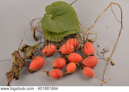 Fruit Of Thladiantha Dubia. Red Cucumber - Perennial Decorative Vine. Decorative Plant