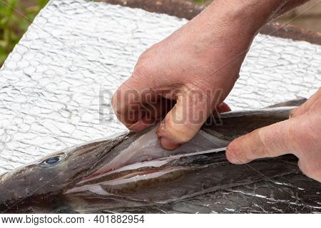 Fisherman Cutting Fillet On A Pollack After Fishing In Brittany