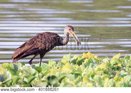 Limpkin (aramus Guarauna) Eating Snail Within The Vegetation Of A Lake. Pituaçu Park; Salvador, Bahi