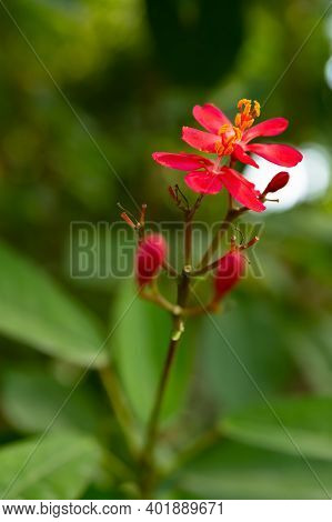 Beautiful Jatropha Integerrima Jacq. Close Up Vertical Composition