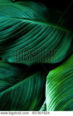 Abstract Green Leaf Texture, Nature Background, Tropical Leaf