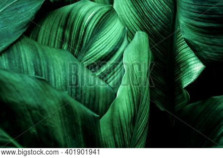 Abstract Green Leaf Texture, Nature Background, Tropical Leaf