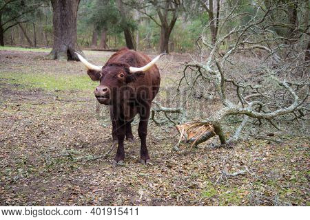 Red Devon Cow In The Pasture Mooing For His Supper.