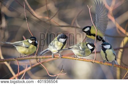 photo of great tits on bush twing
