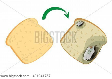 Fresh delicious bread becomes rotten and bad vector isolated. Slice of a bread with mold on it. Food garbage, snak for breakfast.