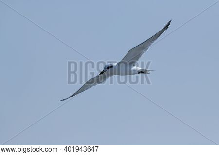 A Beautiful Gull-billed Tern (gelochelidon Nilotica), In Flight With Wings Spread Wide And Against A