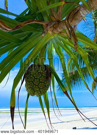 Hala Fruit, Or Pandanus Tectorius, On A Palm. Close Up. Blue Sky