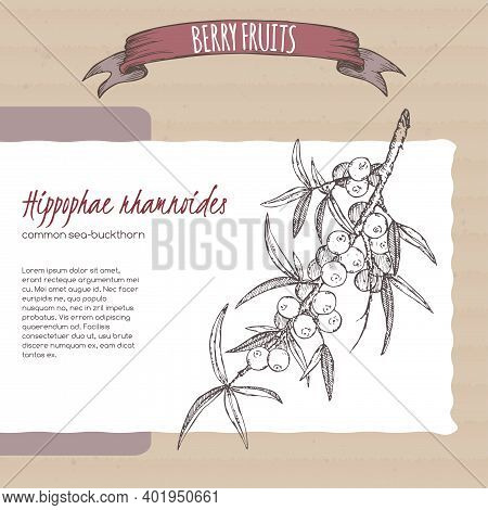 Hippophae Rhamnoides Aka Common Sea Buckthorn Branch Sketch On Cardboard Background. Berry Fruits Se