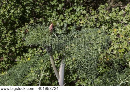 Large, Useful Plant (ferula Communis) Grows In The Forest Close-up On A Sunny Spring Day
