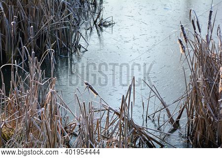 Reeds Grasses With Hoarfrost At The Frozen Lake On A Cold Sunny Winter Day