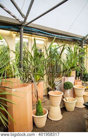 Display Of Plants And Small Trees Inside A Store